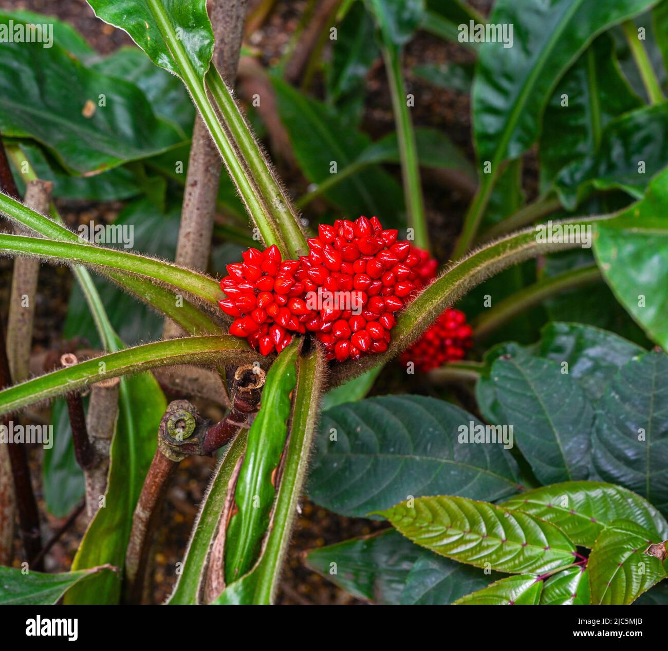 Beautiful small red flowers on shrub of Leea guineense (Family Vitaceae) also called Leea Rubra or Red Leea plant Stock Photo