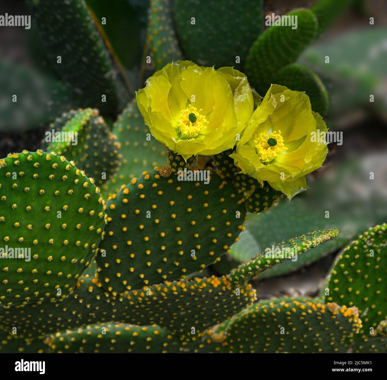 Prickly pears cactus (opuntia microdasys) with golden flowers. Stock Photo
