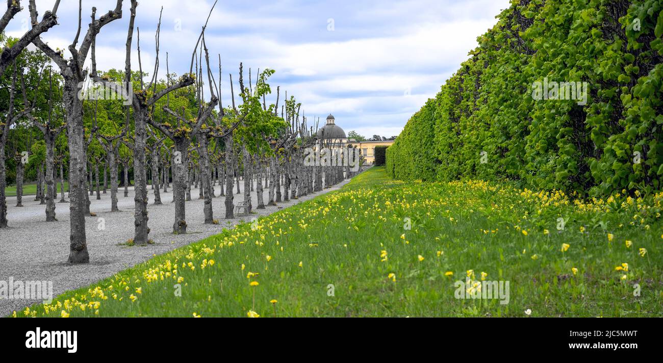 alley with leafless trees and yellow flourishing cowslip at the palace park of Drottningholm near Stockholm in spring, Sweden Stock Photo