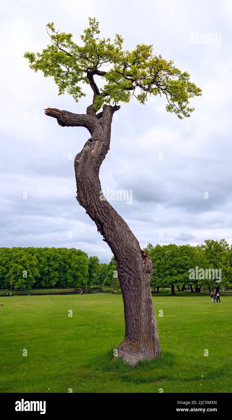 solitary old tree with bend trunk and green budding on top at the park of the palace Drottningholm in spring, Sweden Stock Photo