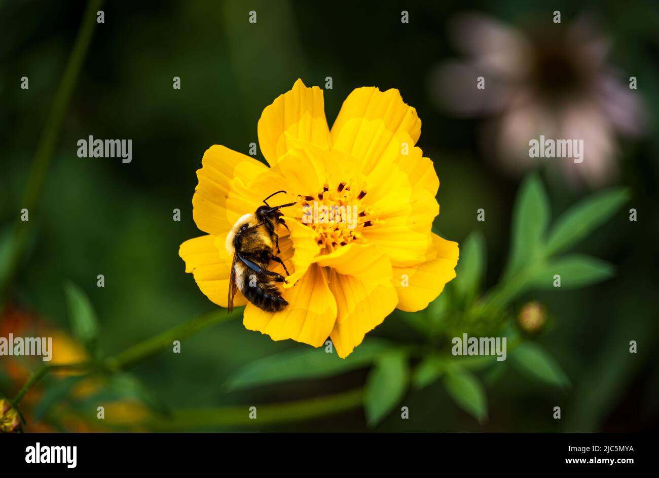 A yellow Cosmos flower, Cosmos sulphureus, with a bumble bee, bombus, getting nectar, in summer or fall, Lancaster, Pennsylvania Stock Photo