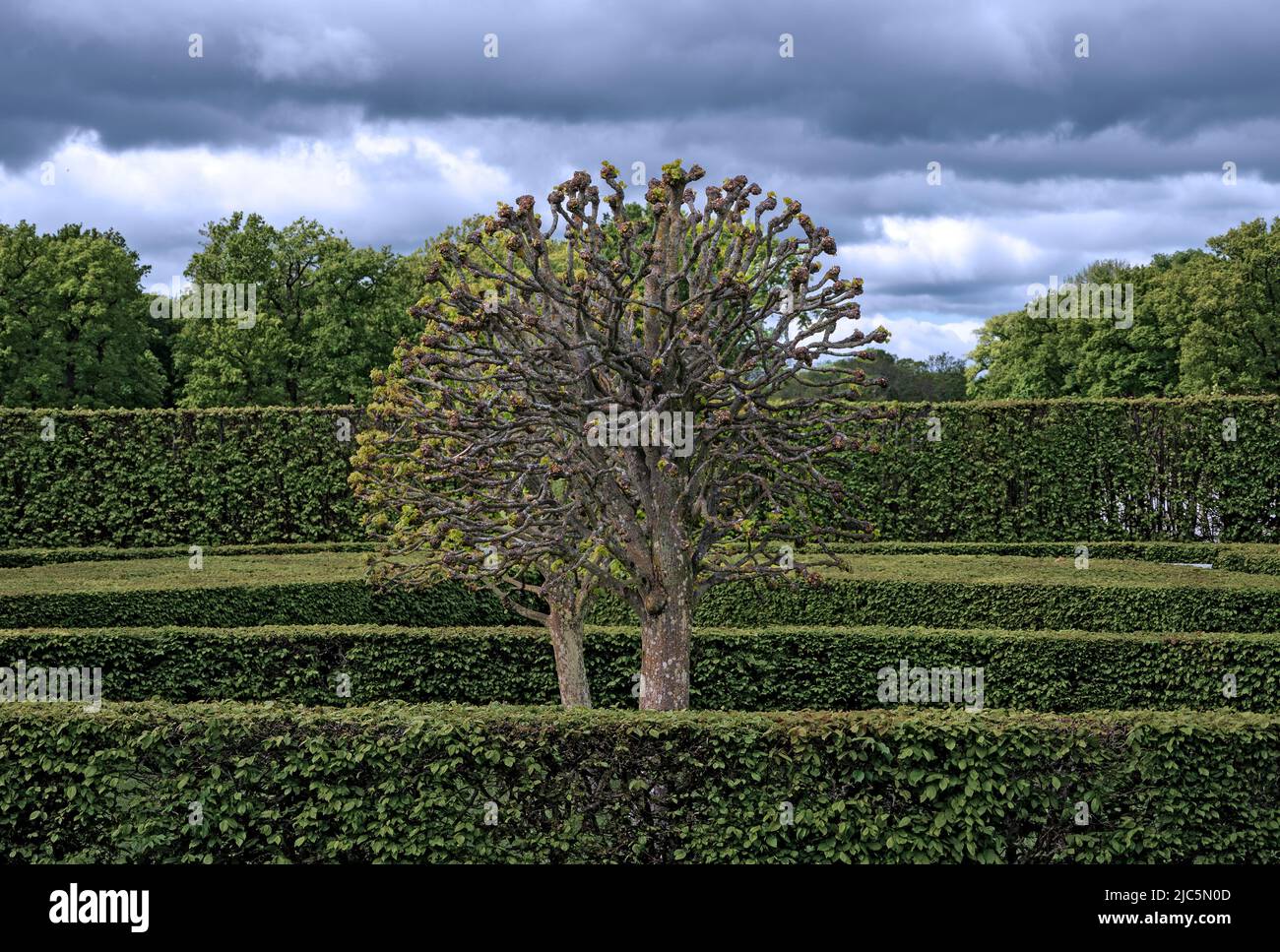 elaborate cut tree in the park of palace Drottningholm in spring, Sweden Stock Photo