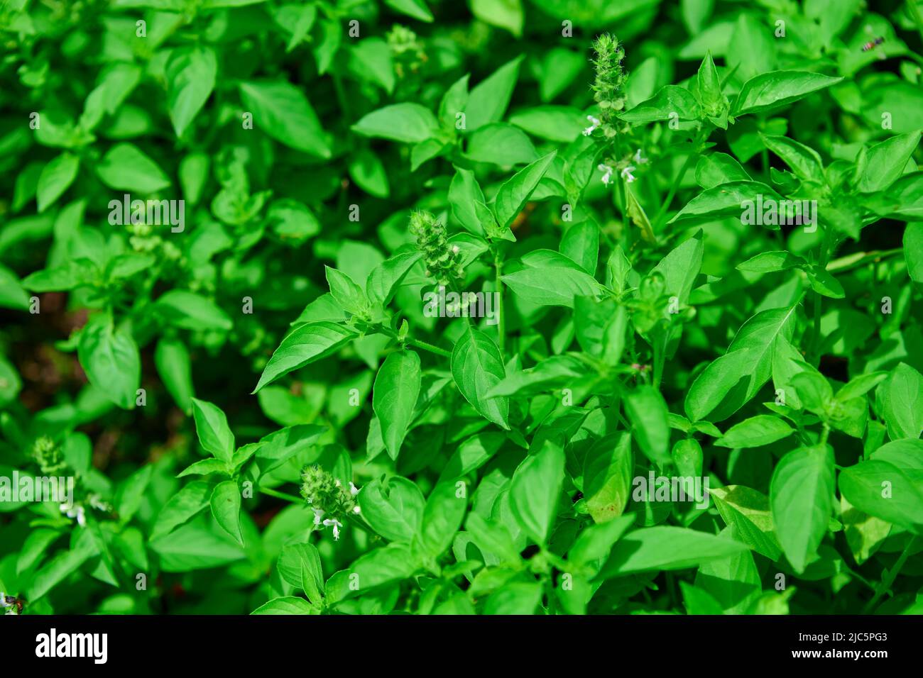 Fresh green hoary basil in the garden Stock Photo