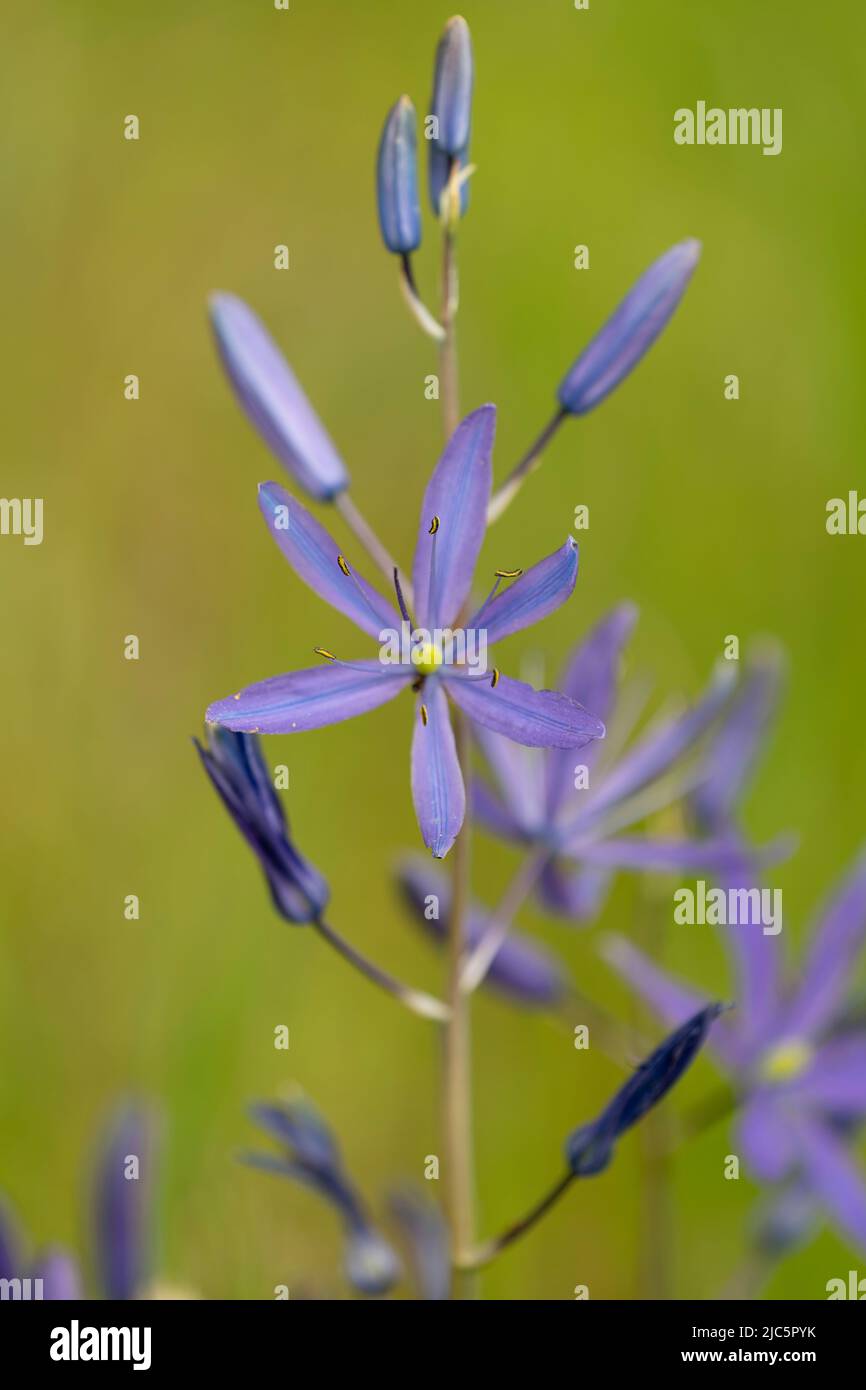 Common camas flowers on Galiano Island, British Columbia, Canada Stock