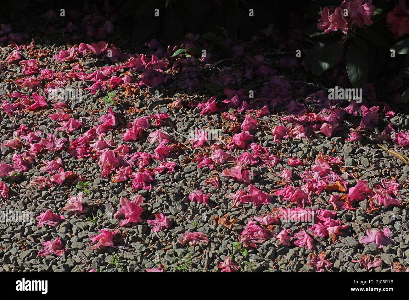 Fallen petals from a Rhododendron. Stock Photo