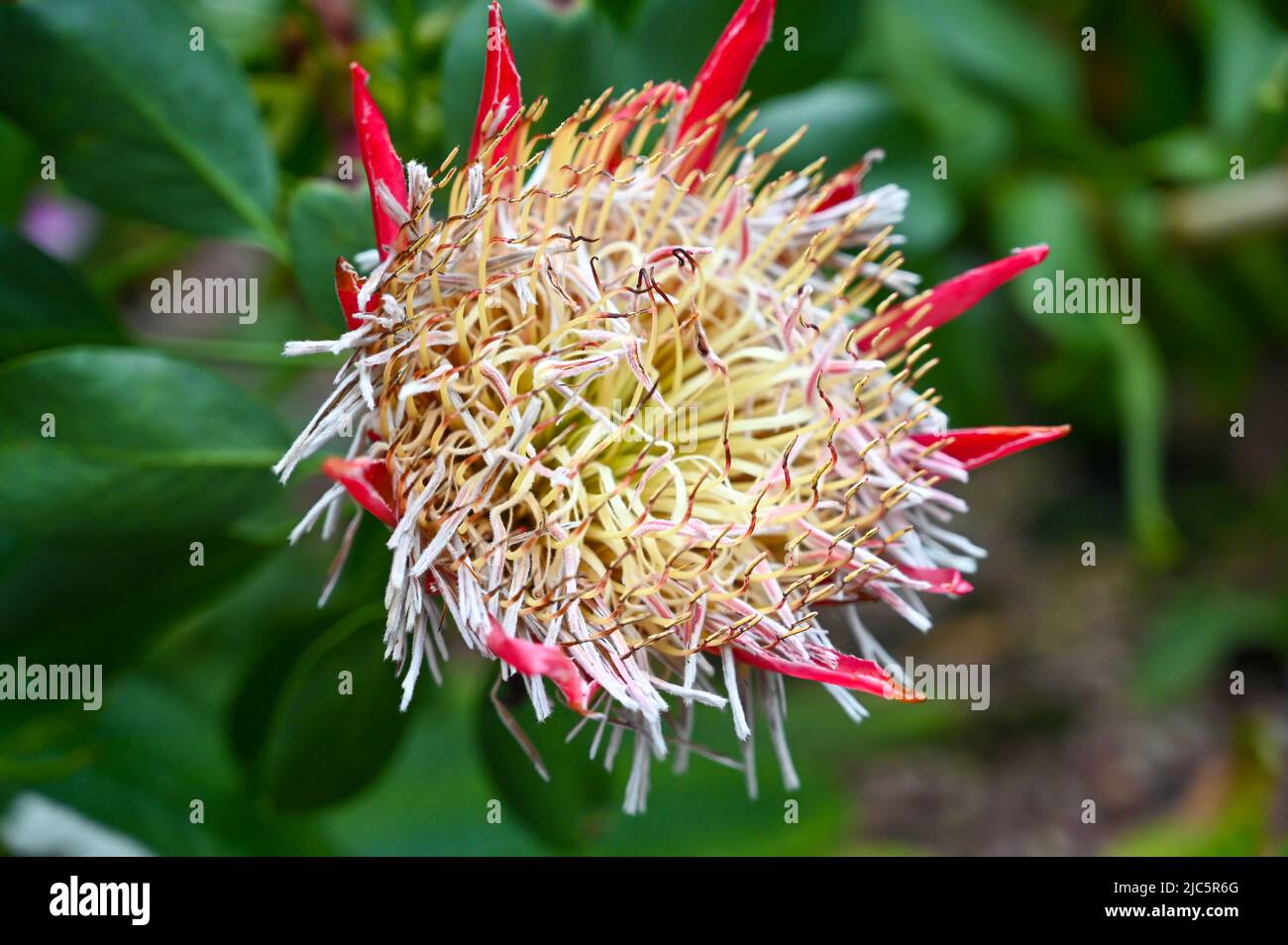 Protea cynaroides Flower also called the king protea, giant protea, honeypot or king sugar bush plant in Garden Stock Photo