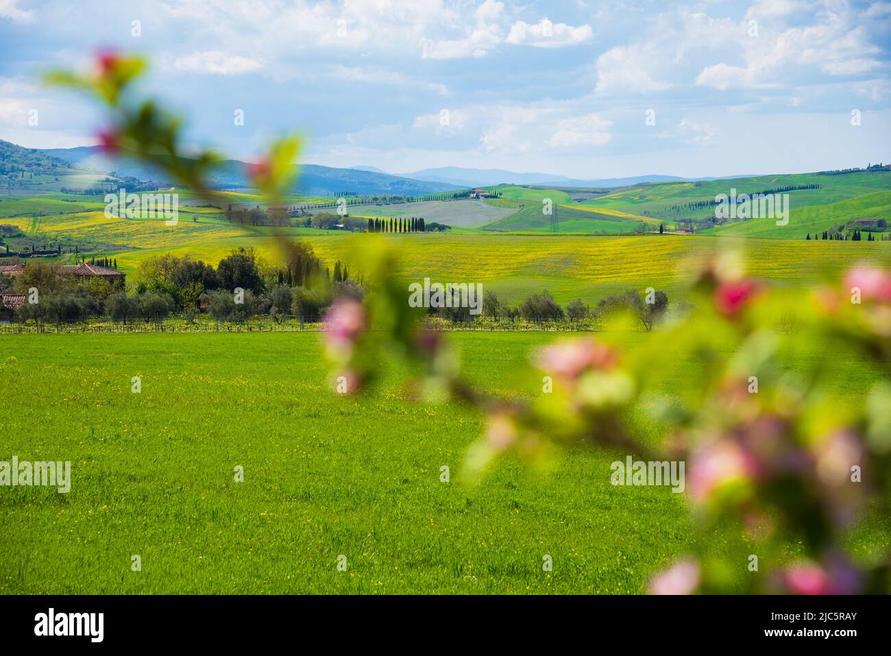 Tuscany, Italy. Val d'Orcia scenic hill landscape panorama with typical farmhouse, cypress trees and rapeseed flowers and blurry cherry tree blossom Stock Photo