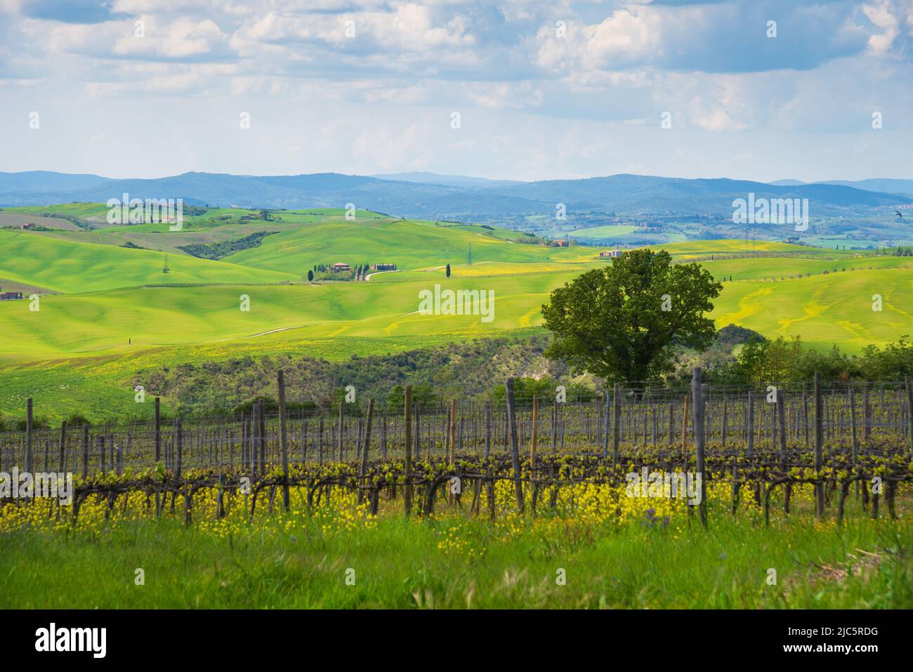 Tuscany, Italy. Val d'Orcia scenic rolling hills landscape with vineyard and blooming rape flowers covering meadows under beautiful sky. Stock Photo
