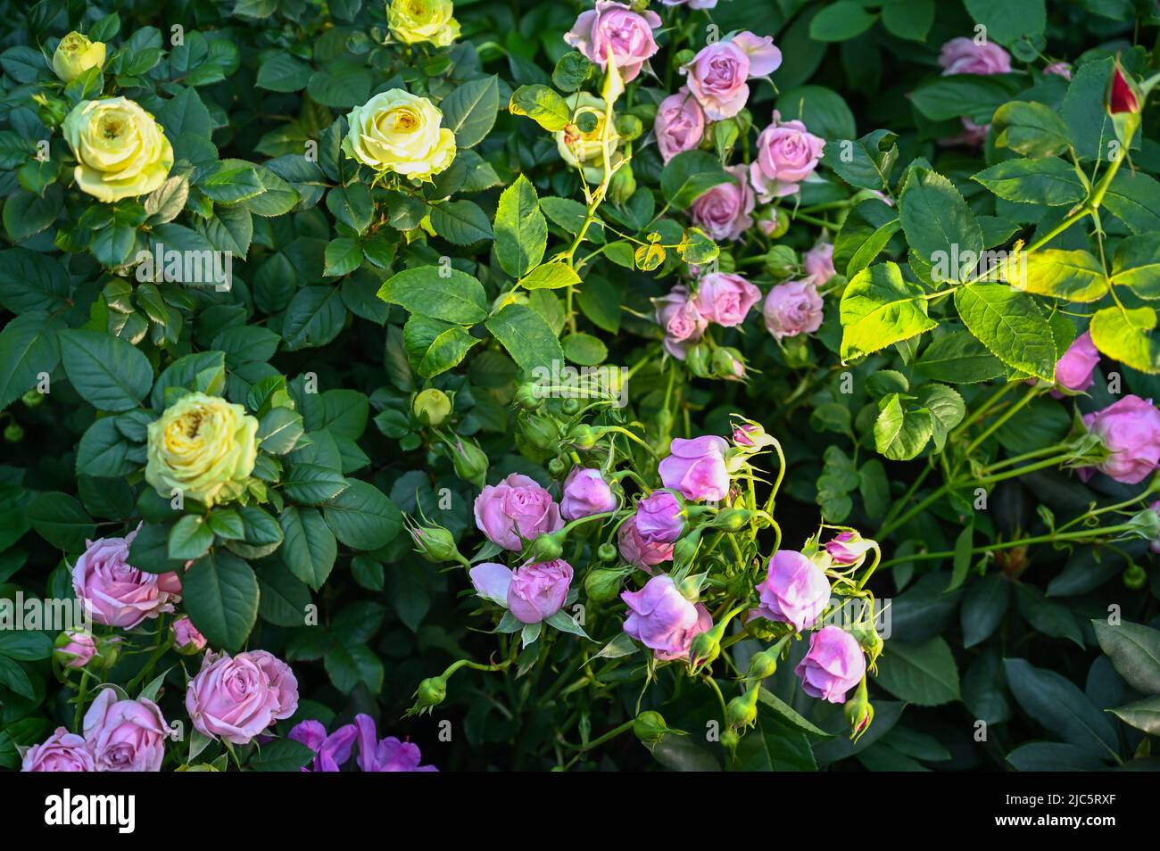 Beautiful pink rose flowers hi-res stock photography and images - Alamy