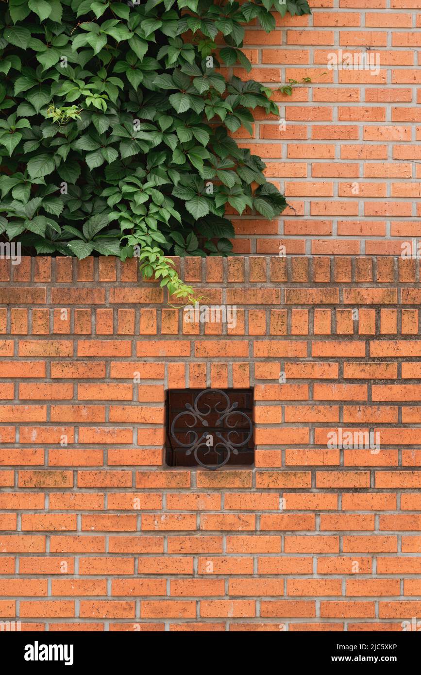 Brown brick wall and green leaf at Yeonhui-dong street in Seoul, Korea Stock Photo