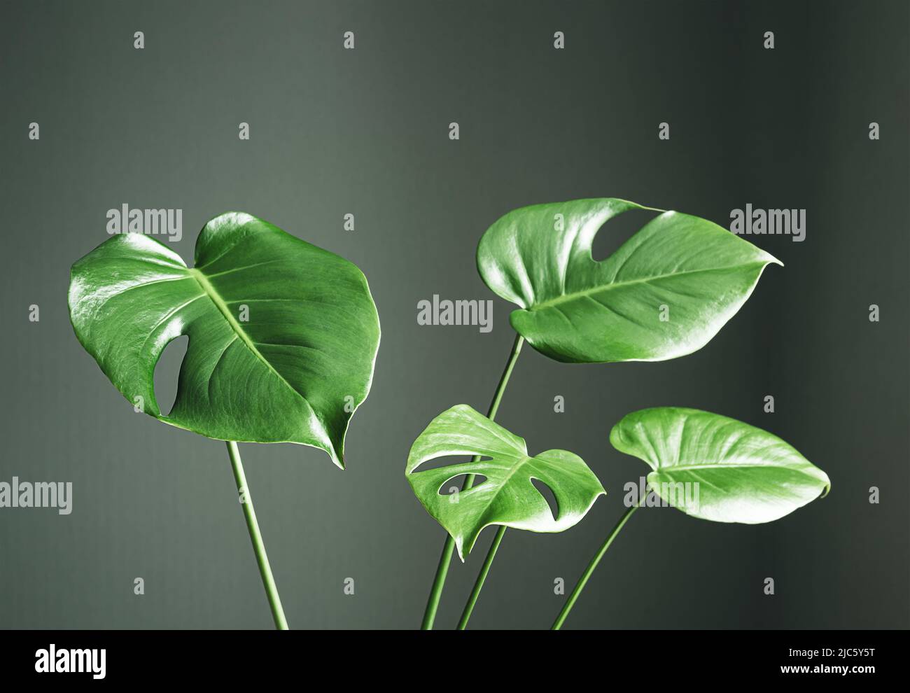Leaves of young plant of Monstera deliciosa or Swiss Cheese Plant on a dark background close-up, home gardening and connecting with nature Stock Photo