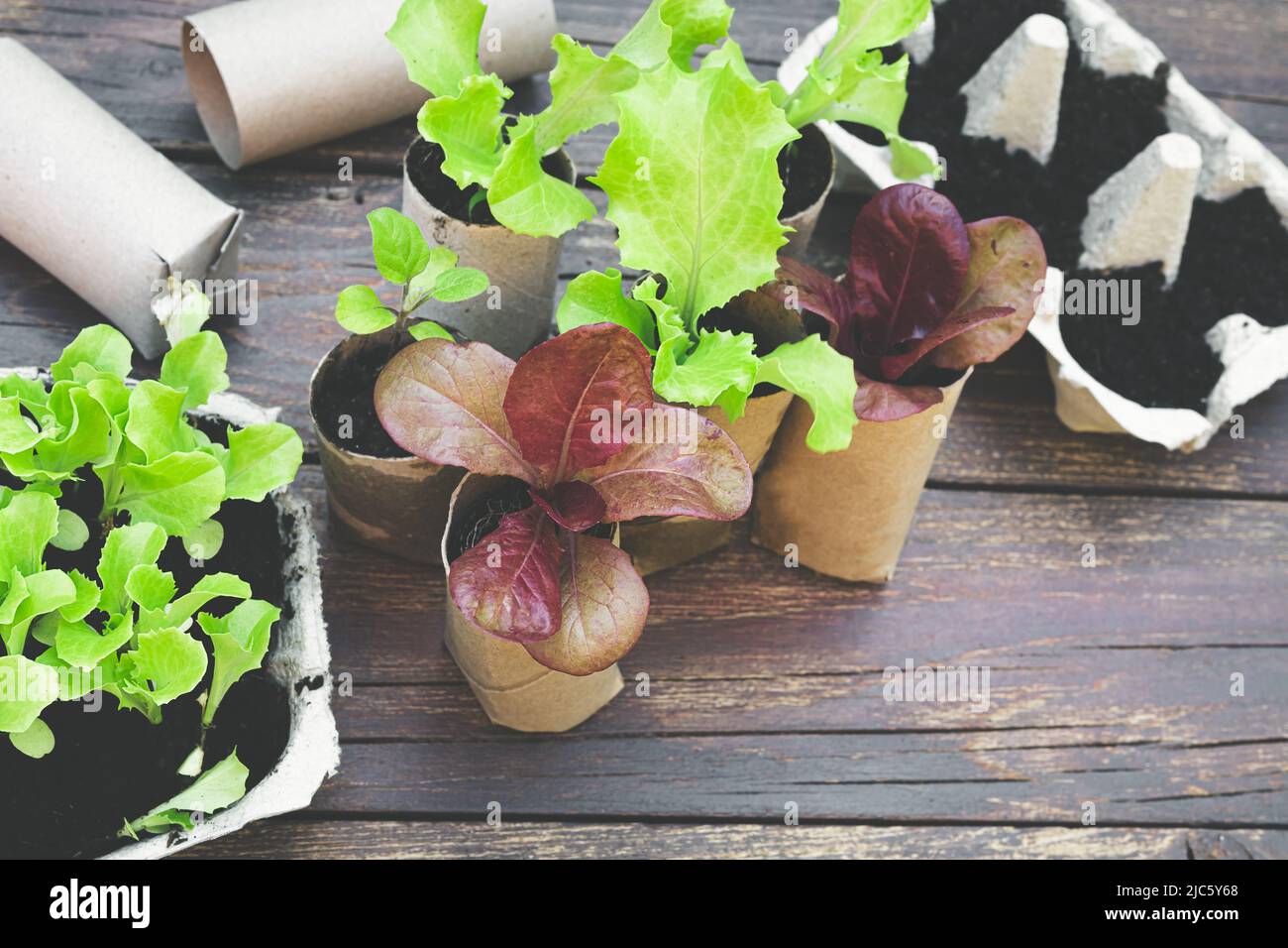 Seedlings in biodegradable pots made of inner tubes from toilet paper rolls and reused egg boxes on the wooden table, top view Stock Photo