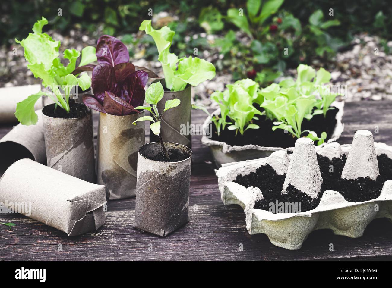 Seedlings in biodegradable pots made of toilet roll inner tubes and reused egg boxes, environmentally friendly living, zero waste concept Stock Photo