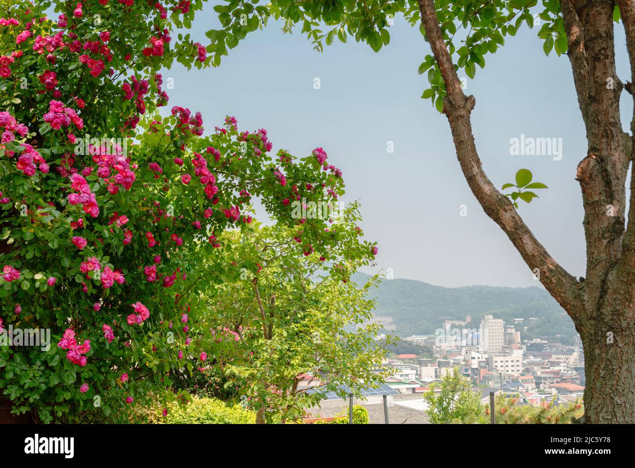 Gung-dong Neighborhood Park and Yeonhui-dong city view at spring in Seoul, Korea Stock Photo