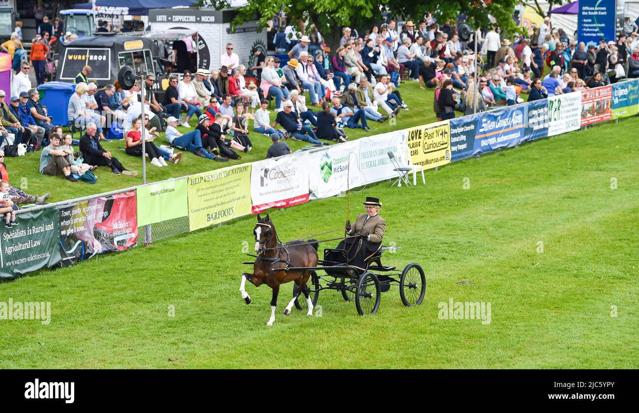 Brighton UK 10th June 2022 - Crowds enjoy the sunshine and a Hackney Harness Pony display at the South of England Show held at the Ardingly Showground in Sussex UK . The show celebrates the best in British agriculture over three days: Credit Simon Dack / Alamy Live News Stock Photo