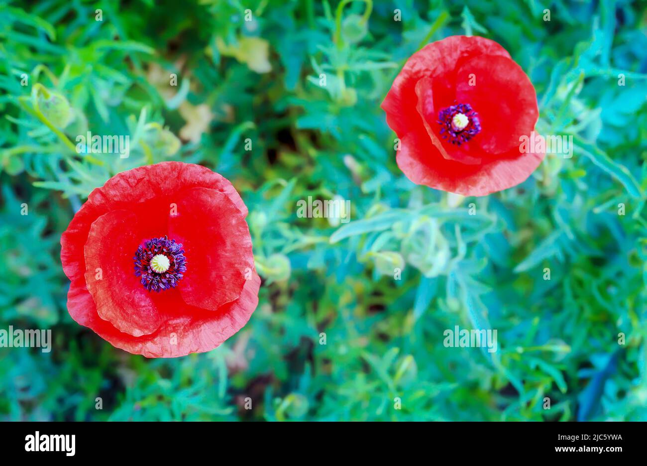 Two red poppies isolated on a green meadow background in Poland Stock ...