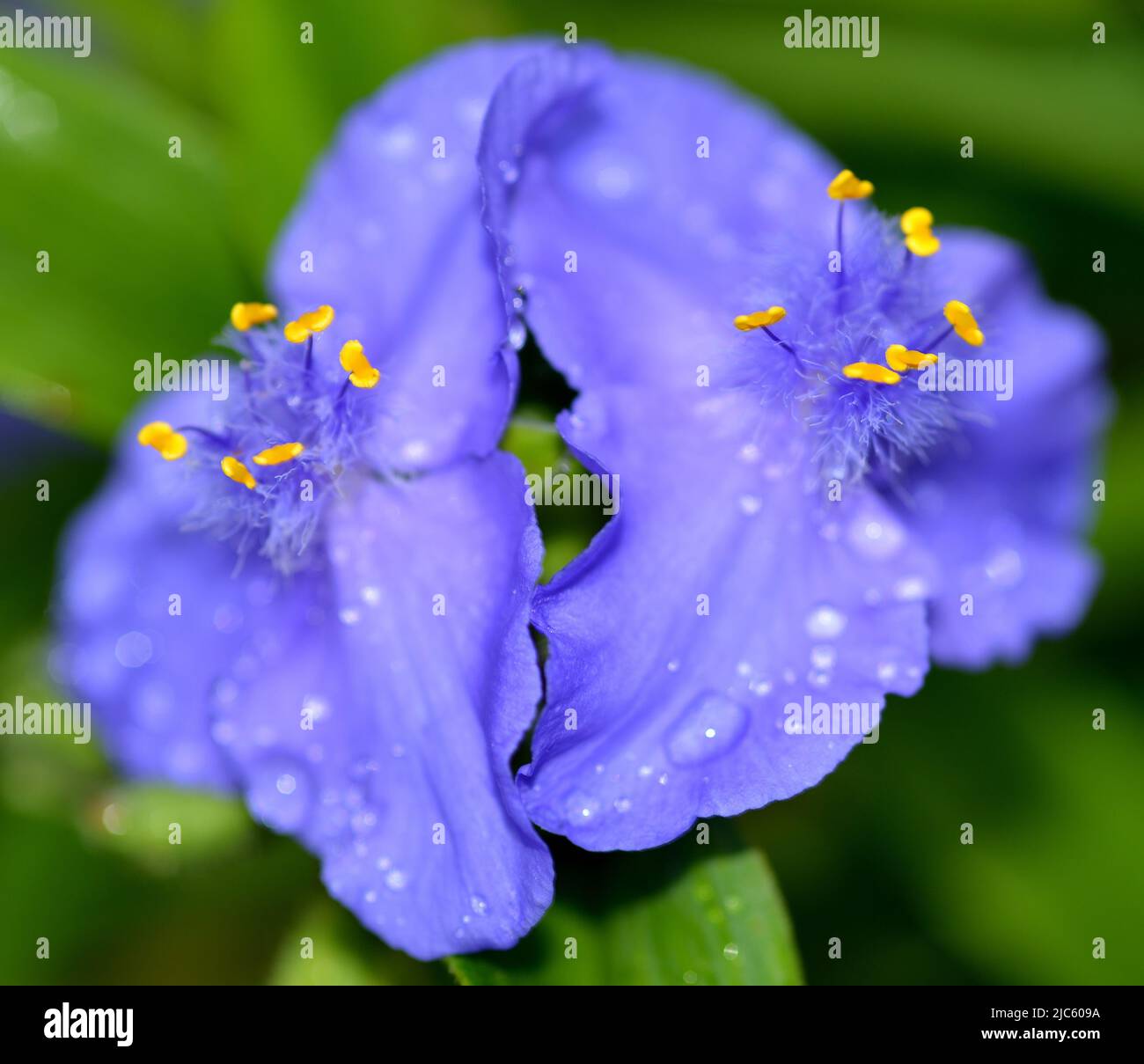 Close up image of blue/purple spiderwort (Tradescantia) blooms taken after a rain shower showing yellow stamens in the center. Stock Photo