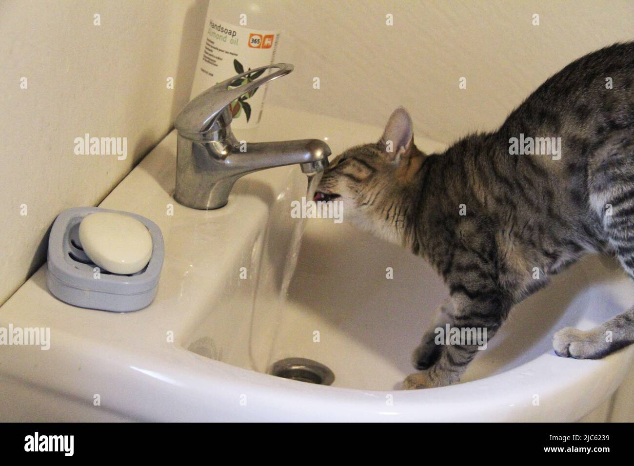 Cat on a bathroom sink, drinking water from the faucet Stock Photo - Alamy