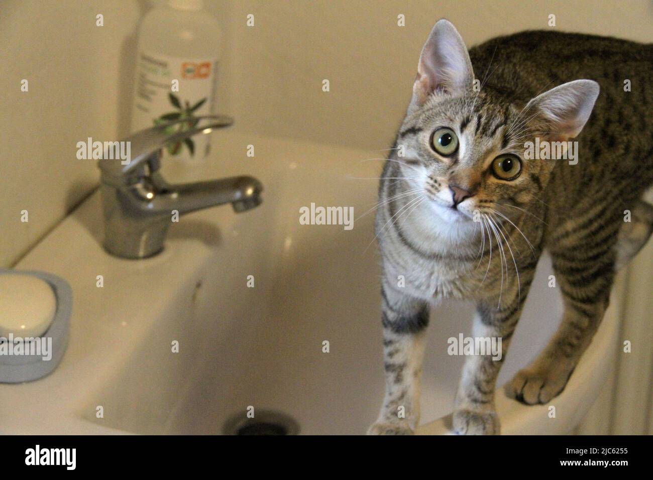 Cat on a bathroom sink Stock Photo - Alamy
