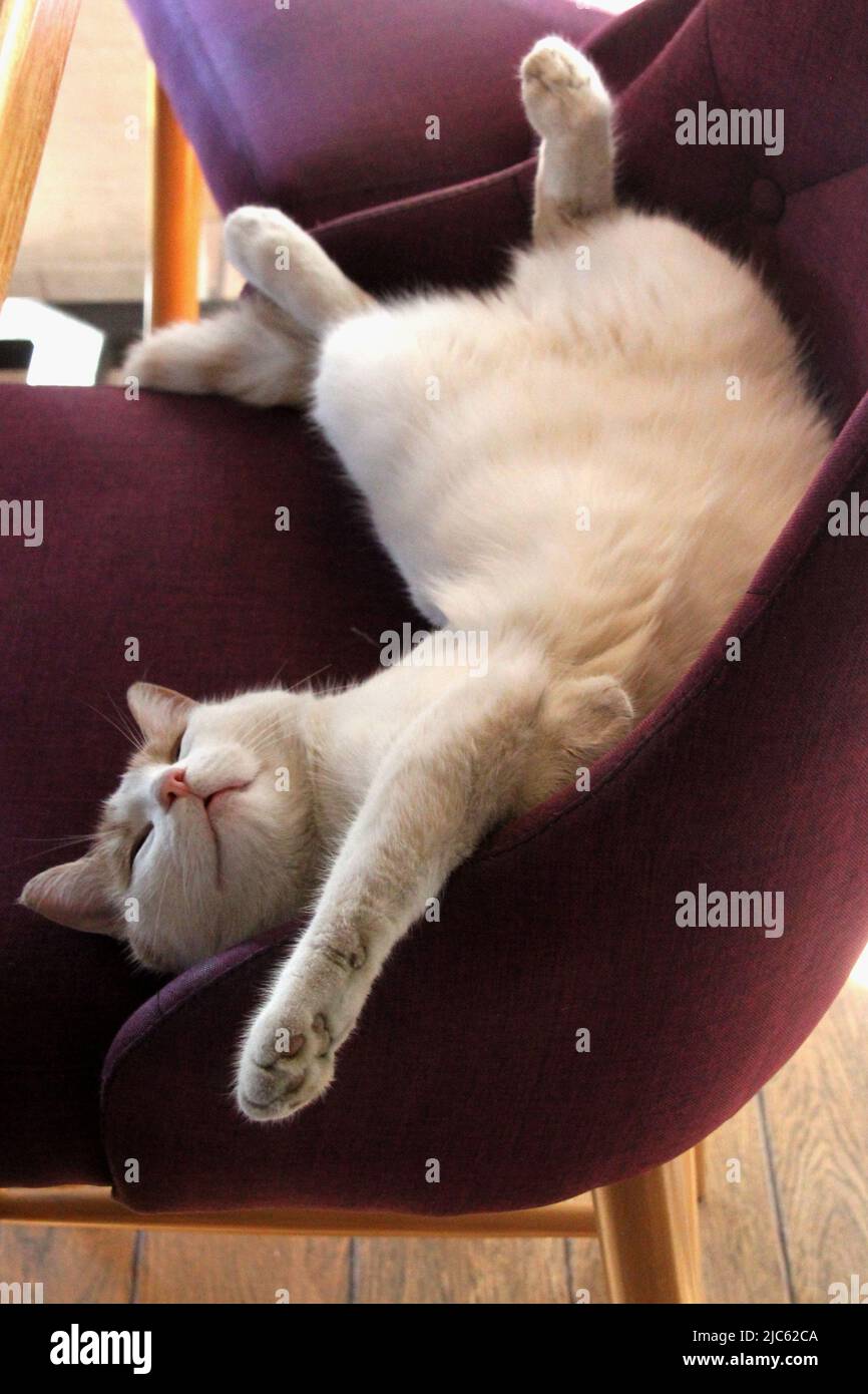 Cat sleeping on a chair Stock Photo Alamy