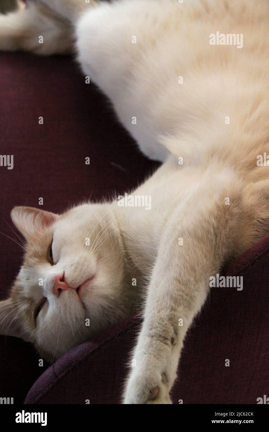 Cat sleeping on a chair Stock Photo Alamy