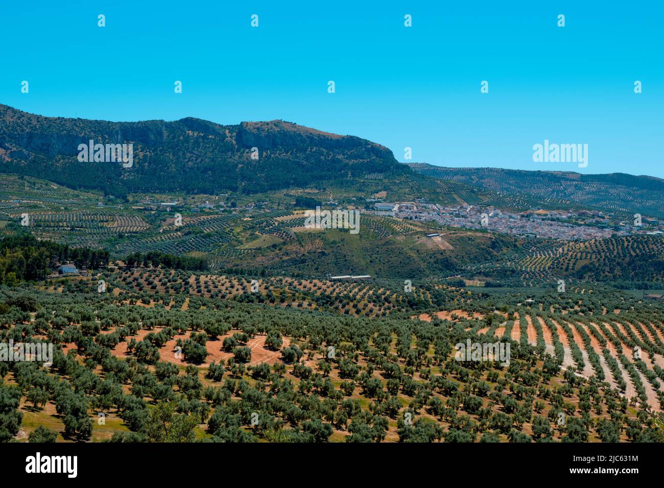a view over an olive grove in Rute, Andalusia, Spain, and the small village Cuevas de San Marcos in the background Stock Photo