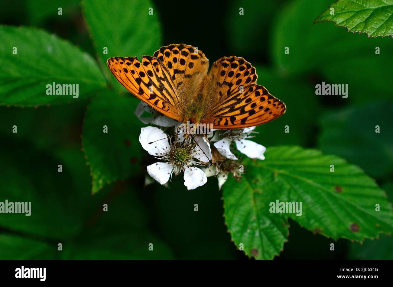 male silver-washed fritillary sipping nectar from bramble flower. Stock Photo