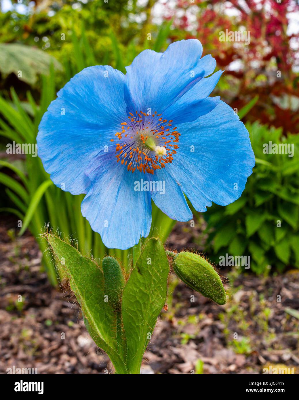 Meconopsis 'Lingholm' in Jubilee Wood at Aberglasney Gardens Stock Photo