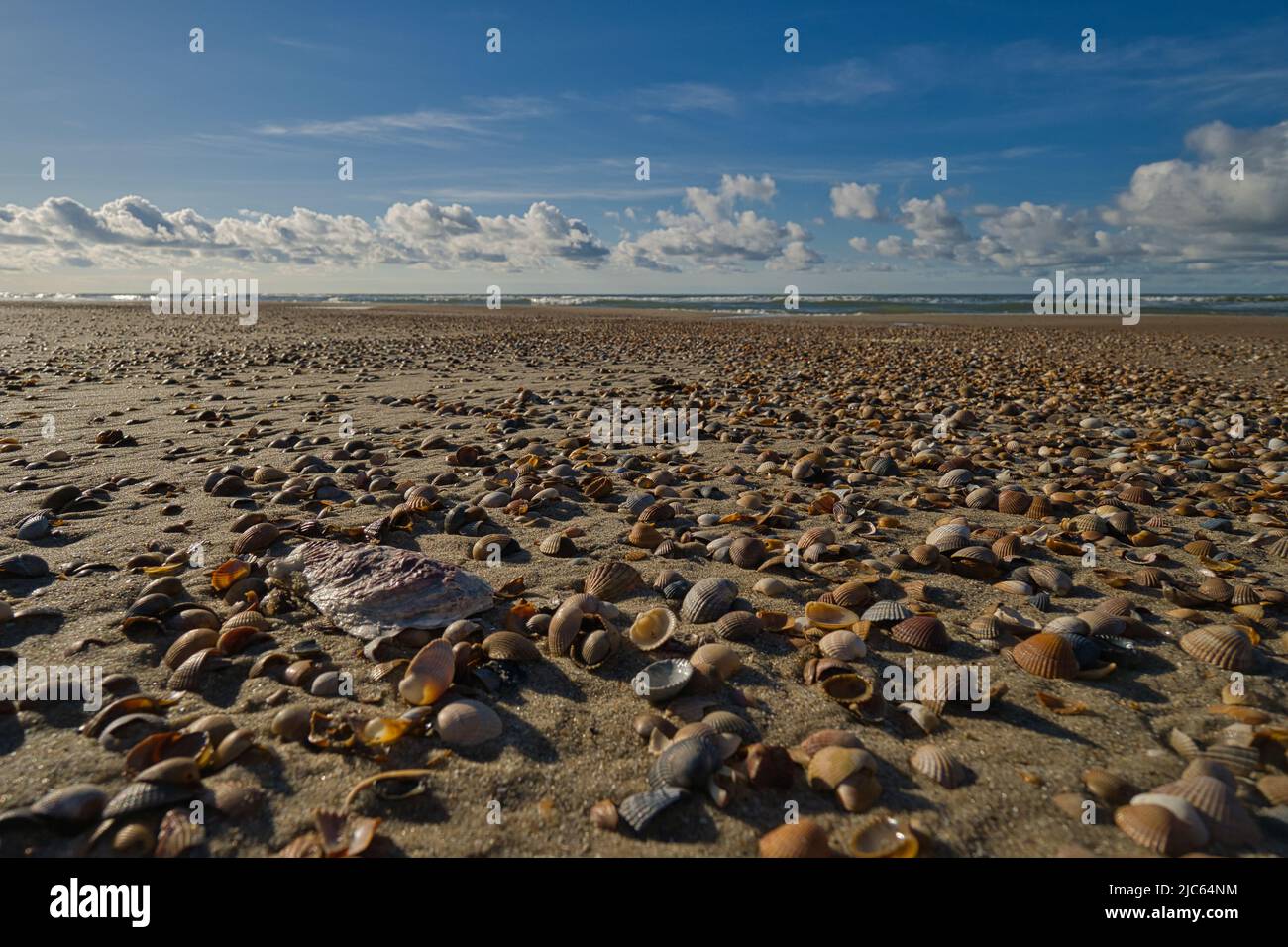 Countless shells of different shells in the sand Stock Photo