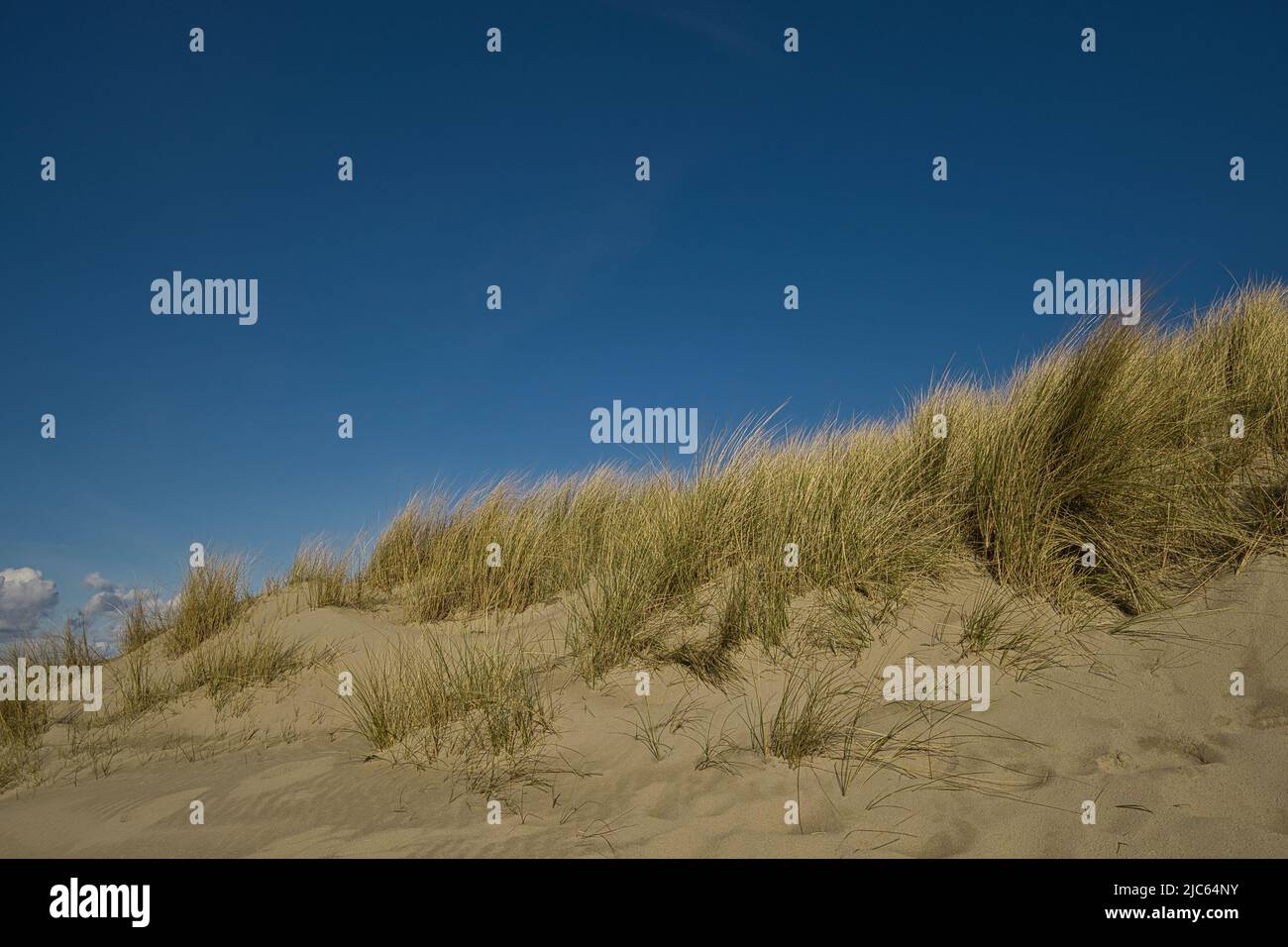 A high sand dune overgrown with very much dune grass Stock Photo
