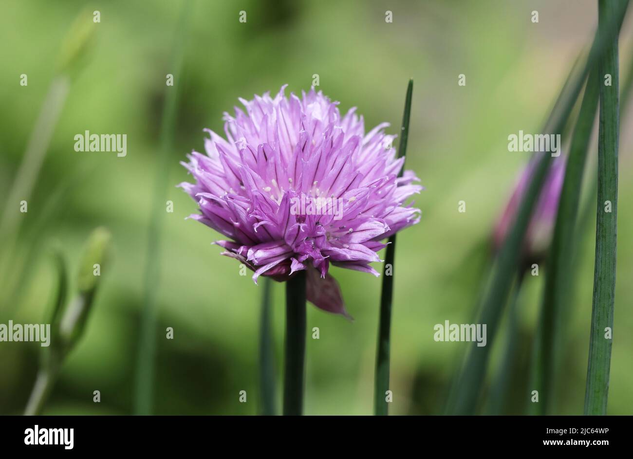 Chive Flower - Allium schoenoprasum Stock Photo