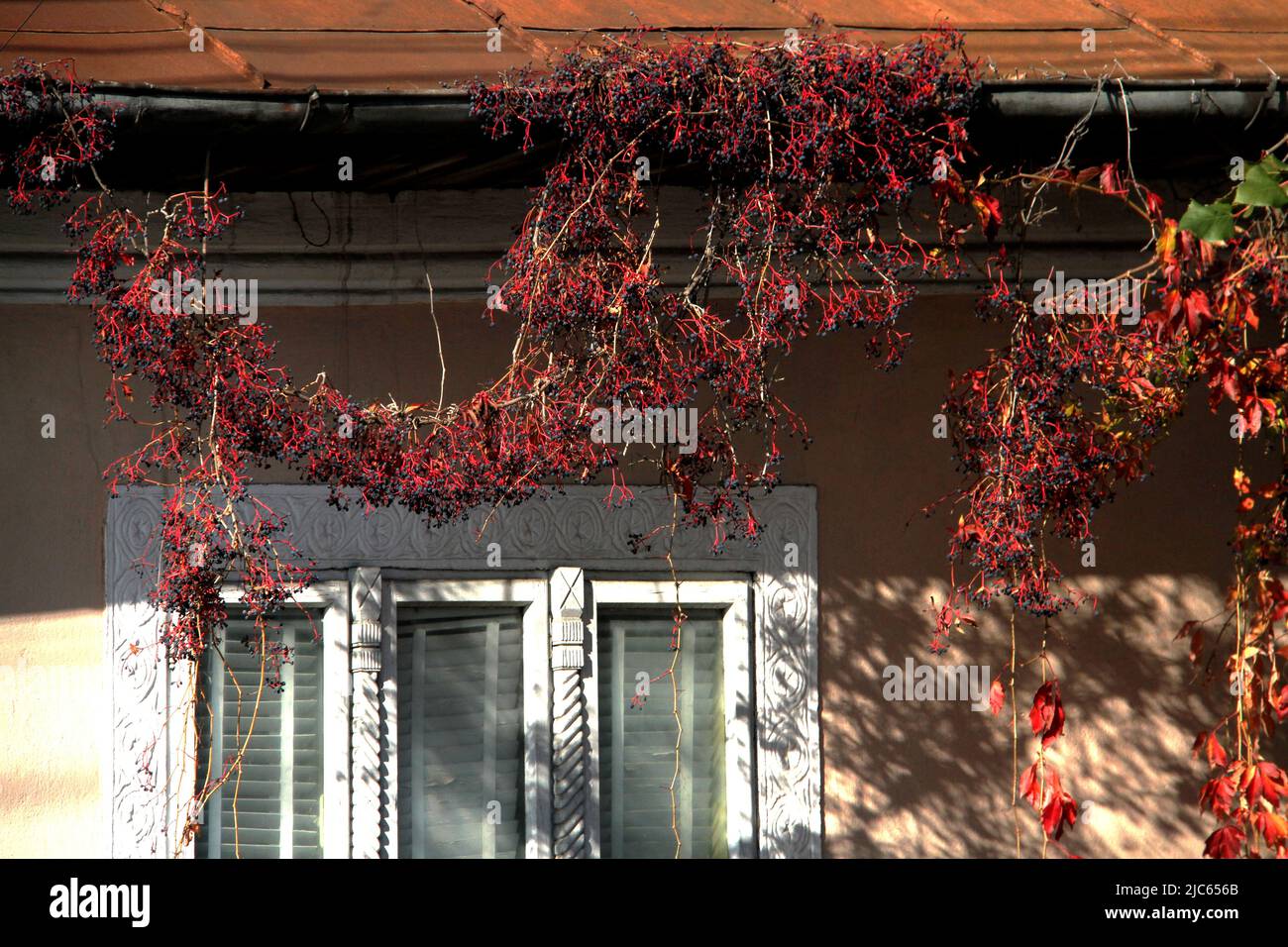 Virginia Creeper Vine hanging from the gutters of a house in Romania