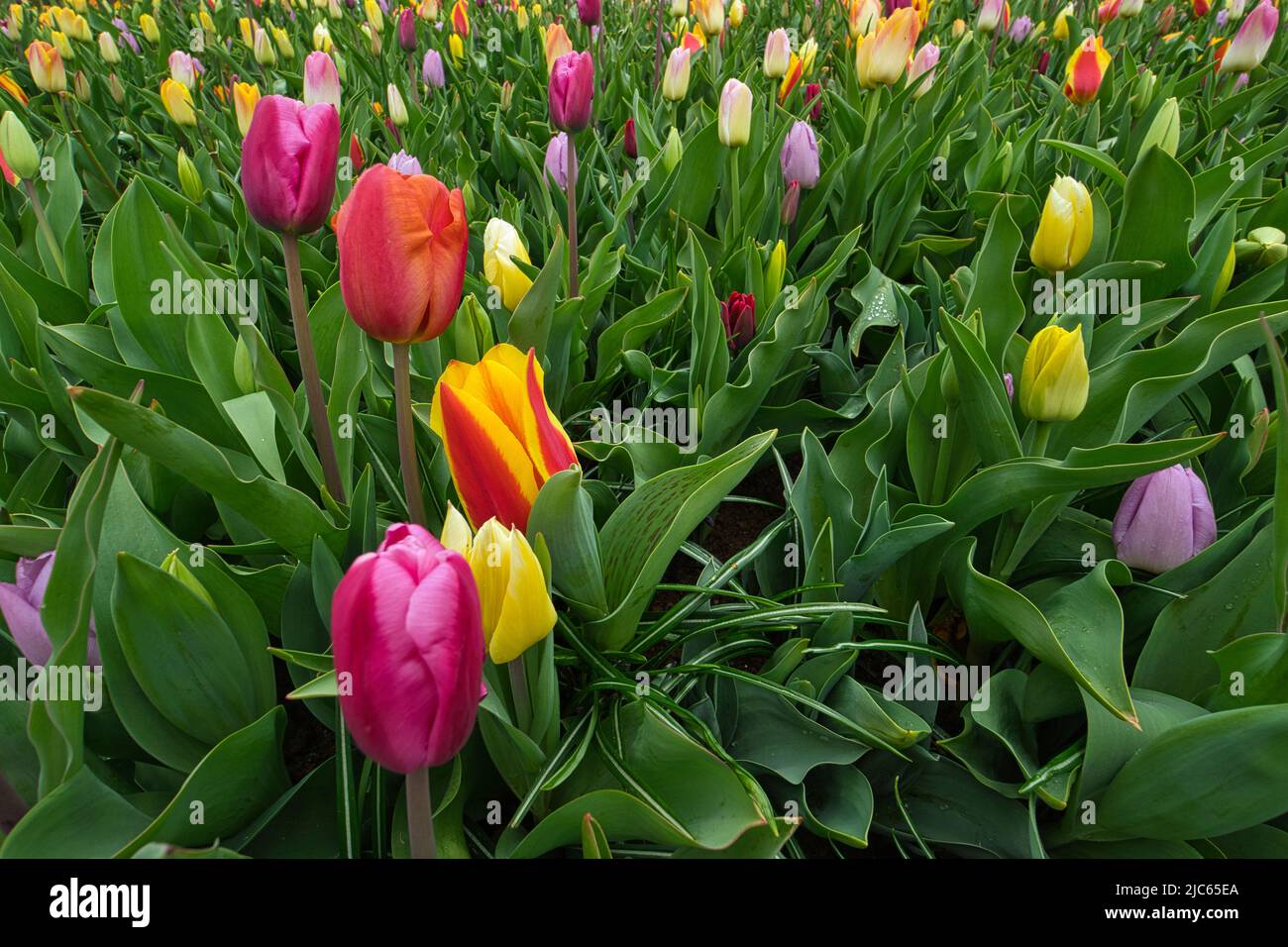 A close up of a flower meadow with colorful tulips Stock Photo