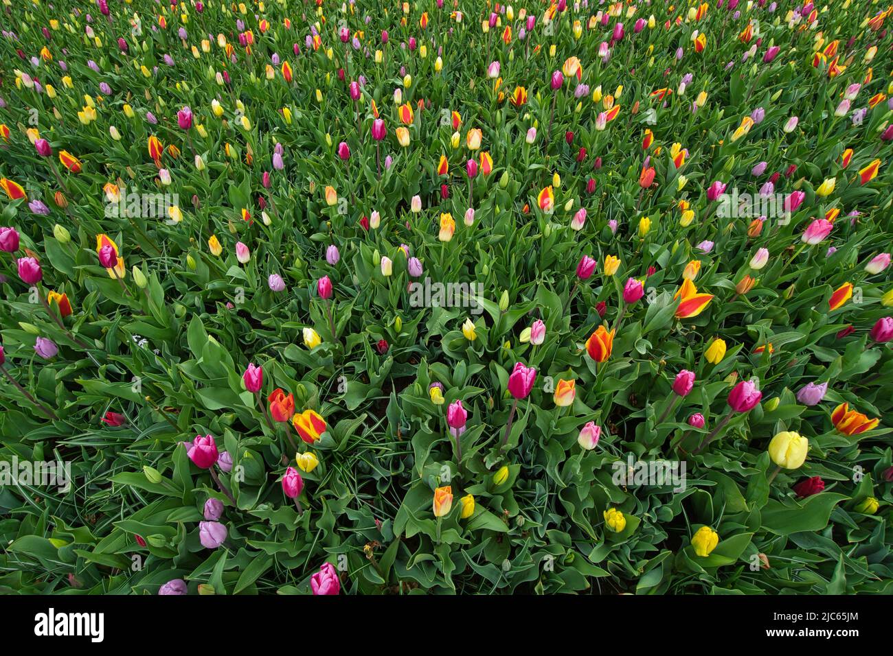 A beautiful flower field in Holland with many colorful tulips Stock Photo