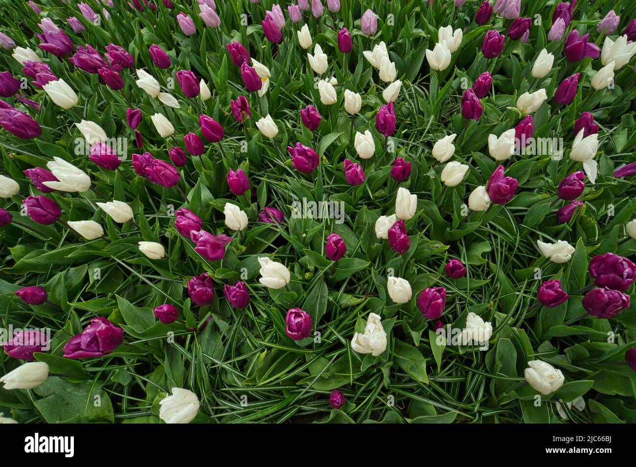 Flower field with many tulips in white and purple just before flowering Stock Photo