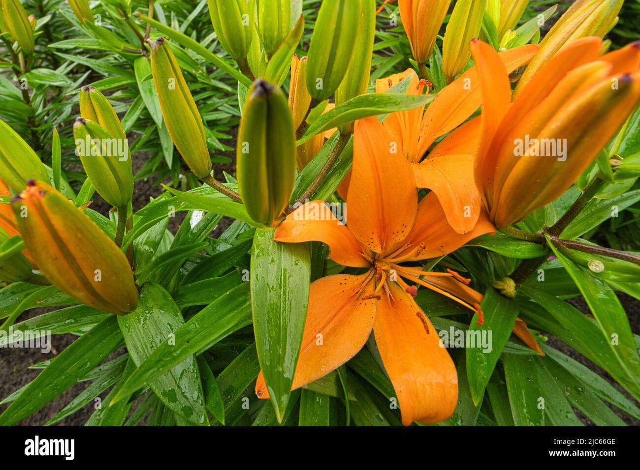 Two flowering and several closed fire lilies Stock Photo
