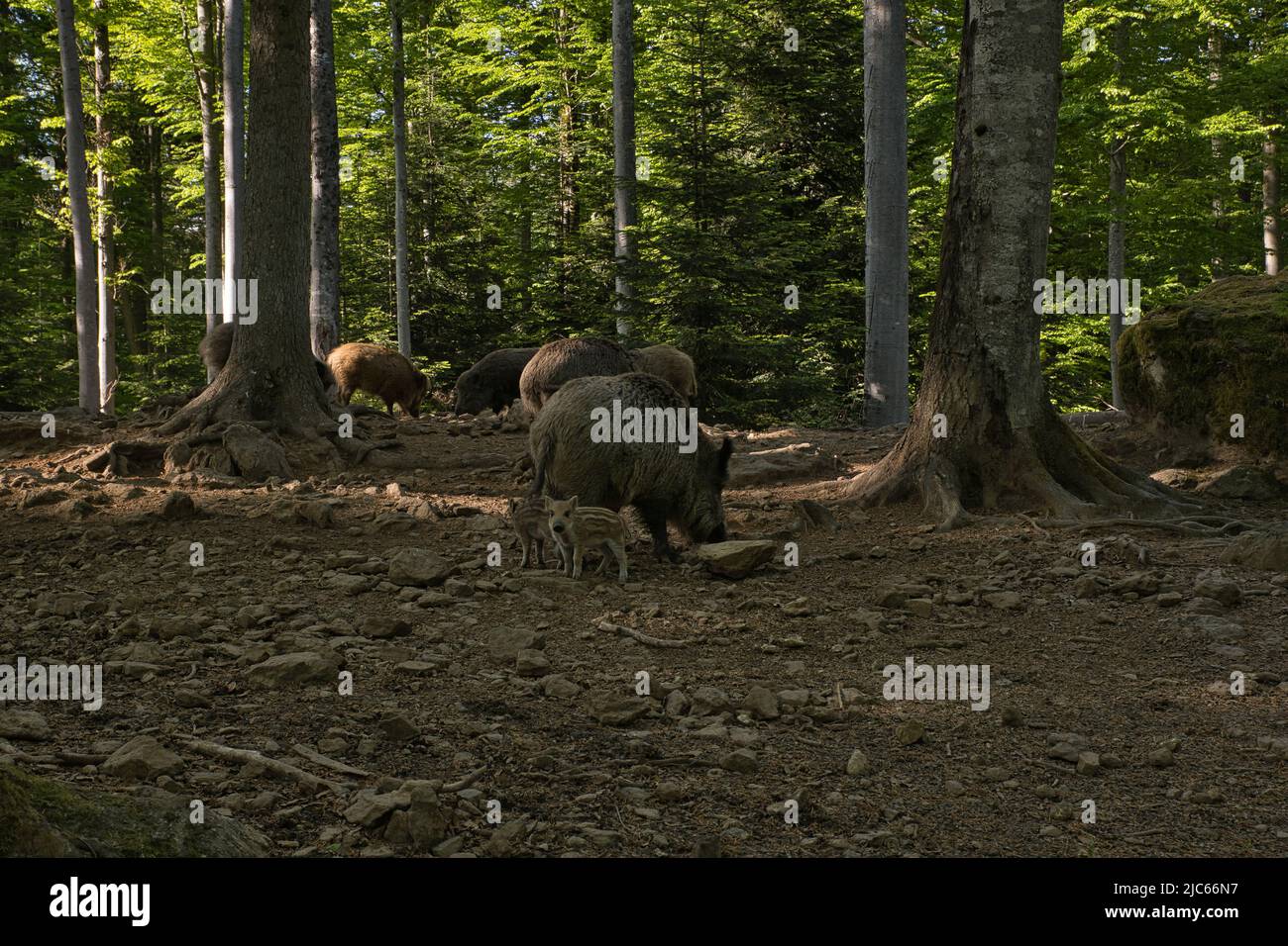 Several wild boars in the forest with two young wild boars Stock Photo