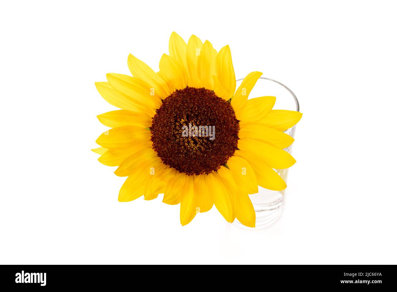 One yellow sunflower isolated on white background Stock Photo - Alamy