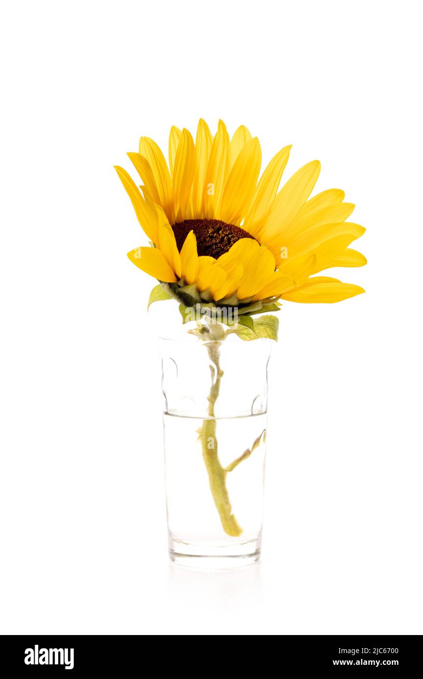 One yellow sunflower isolated on white background Stock Photo - Alamy