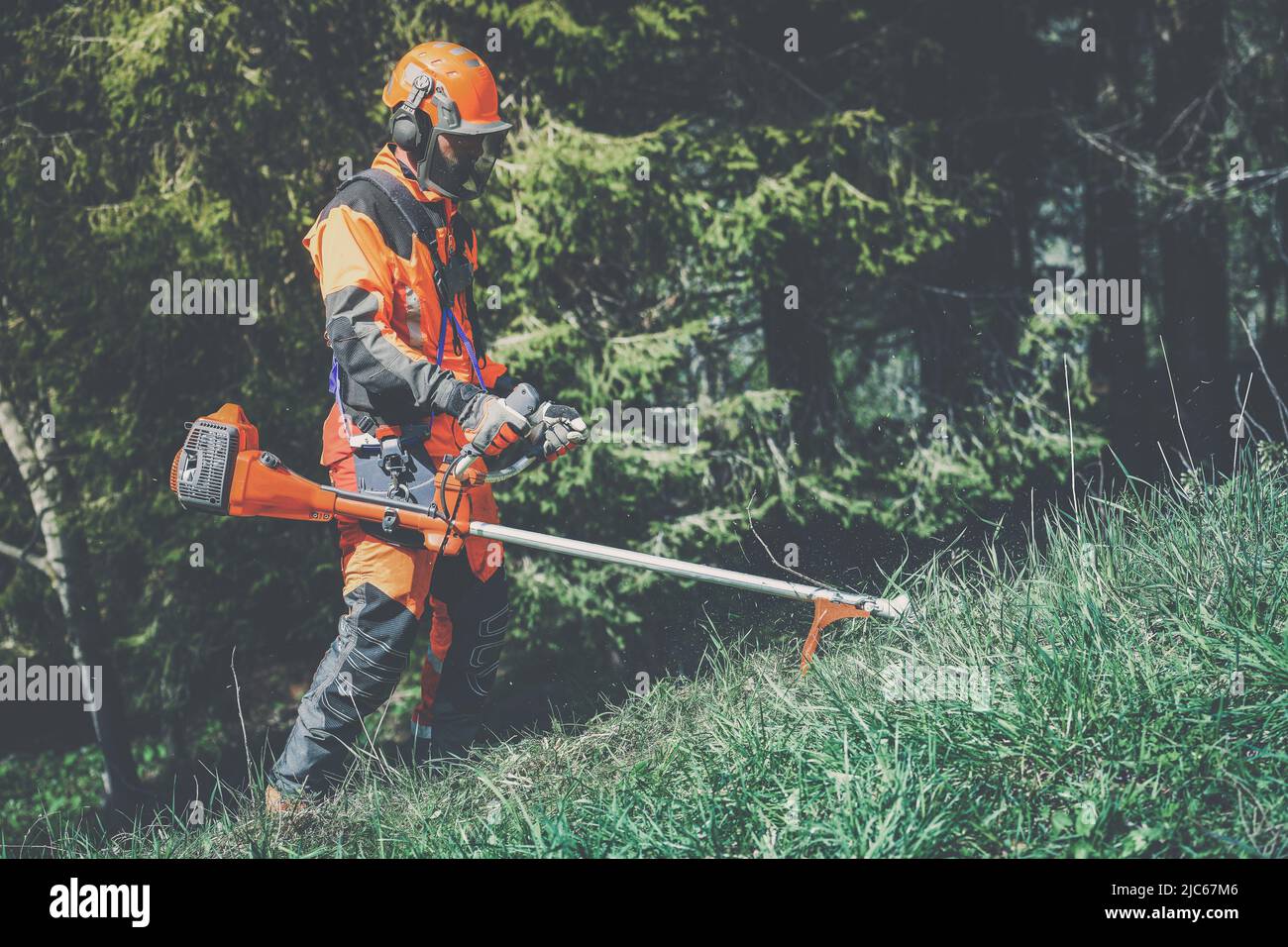 Man holding a brushcutter cut grass and brush. Lumberjack at work wears orange personal protective equipment. Gardener working outdoor in the forest. Stock Photo