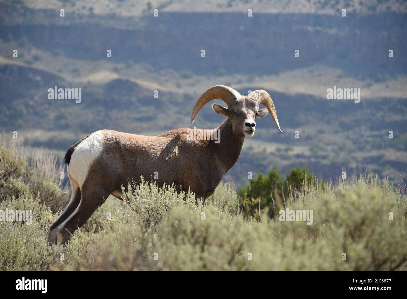 Close up of a wild Big Horned Sheep high on a mountainside along the Rio Grande river in Northern, New Mexico, USA.  Note the large format. Stock Photo