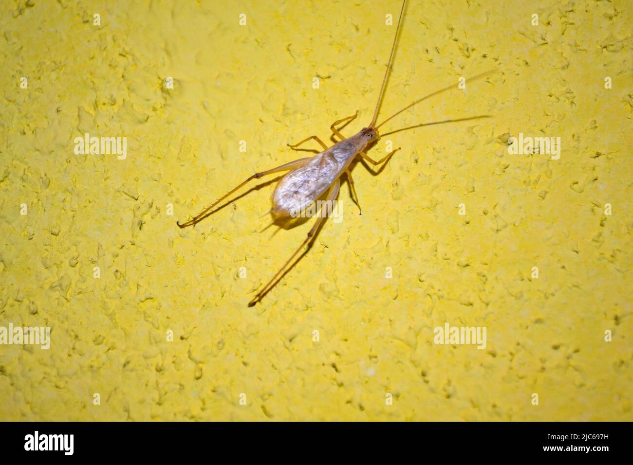 Acheta domesticus, commonly called the house cricket, on yellow wall.Male crickets primarily use their chirping ability to create mating calls. Stock Photo
