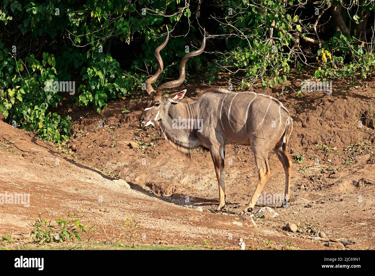Male Greater Kudu on the banks of the Chobe River Botswana Stock Photo