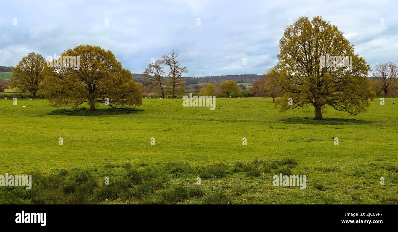Cotswolds landscape beauty with pasture fields and woodland, viewed from the Queen’s Garden at Sudeley Castle Gardens, Gloucestershire, England, UK. Stock Photo