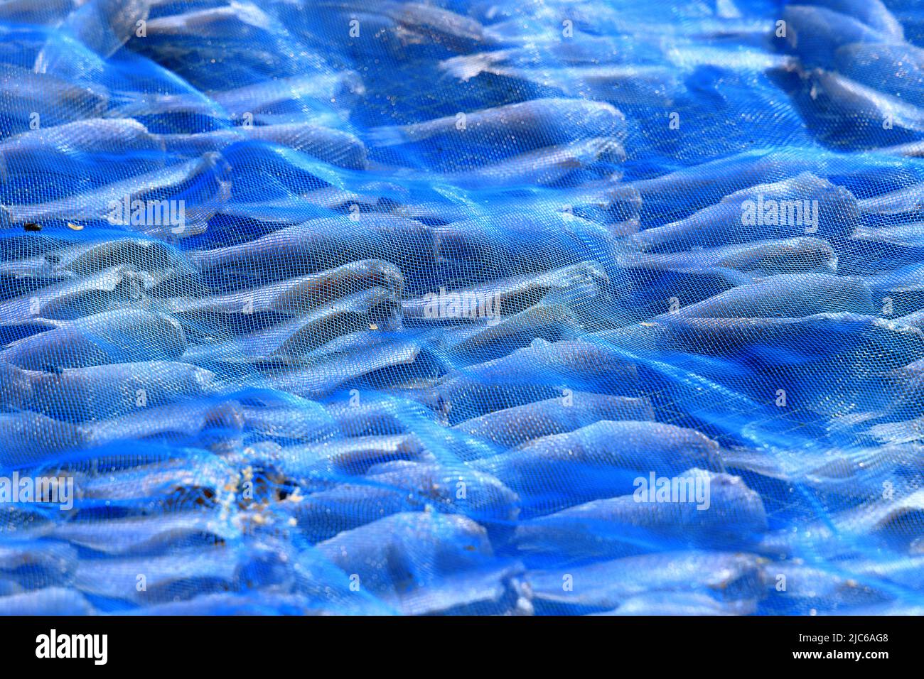 Blue net to cover fish from flies and dust, close up sun dried fish processing, food preservation Stock Photo