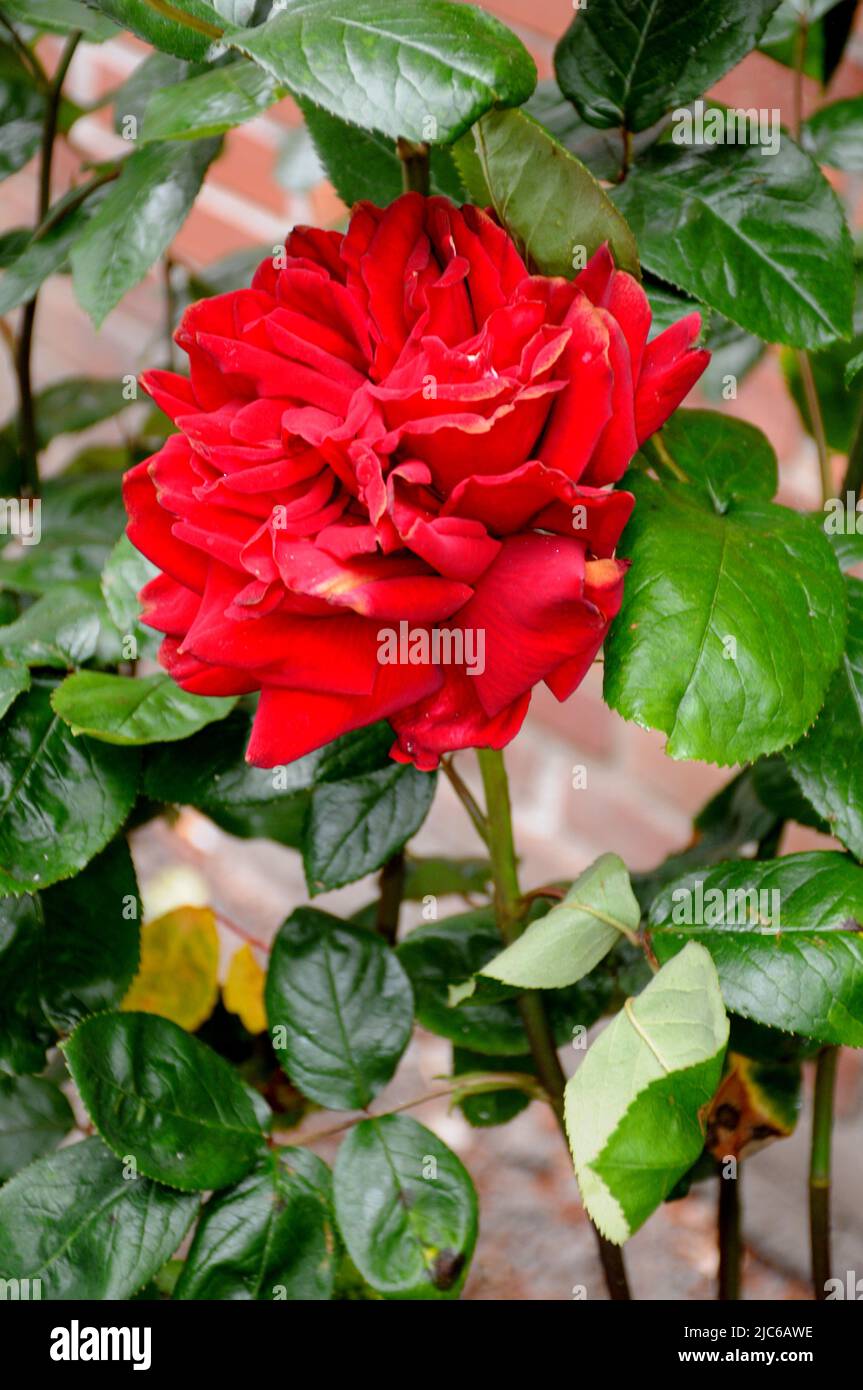 Kastrup/Copenhagen/Denmark/10 June 2022/Various colour roses and rose ...