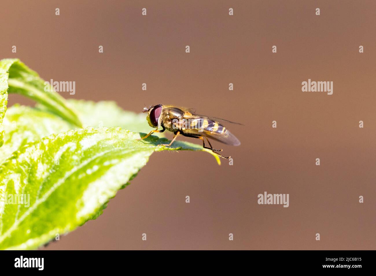 A portrait of a epistrophe grossulariae or syrphus hoverfly. The insect is sitting on a green leaf in direct sunlight in a garden. Stock Photo
