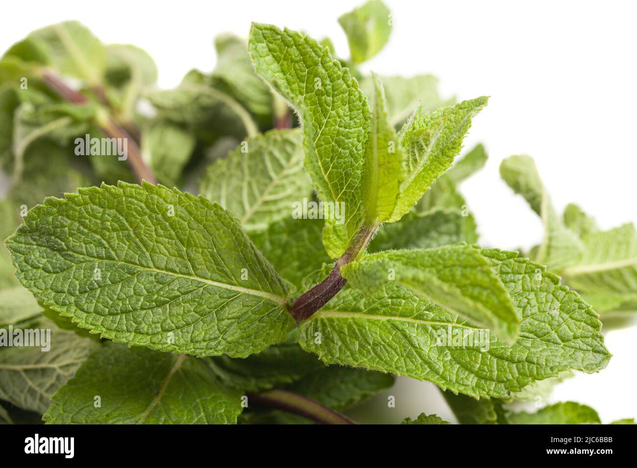 Mint leaf. Fresh mint isolated on white background Stock Photo Alamy