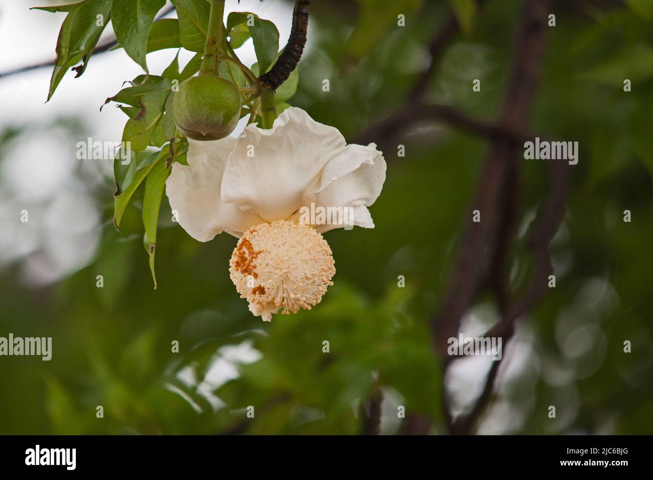 Close-up image of the flower of the Baobab (Adansonia digitata) tree Stock Photo