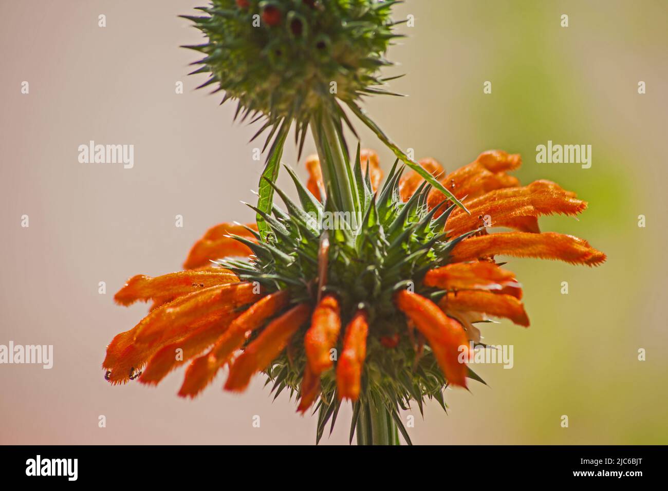 The bright orange flower of Lion’s Ear (Leonotis nepetifolia) Stock Photo
